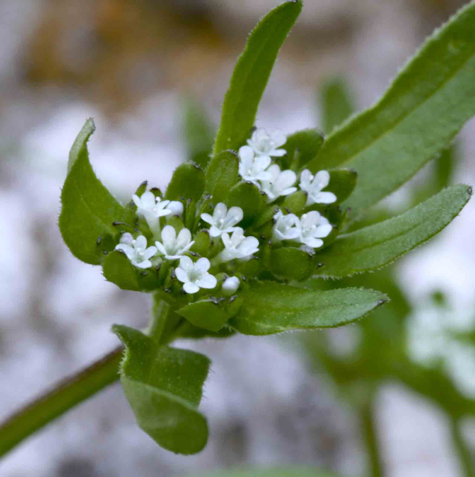 Valerianella sp.